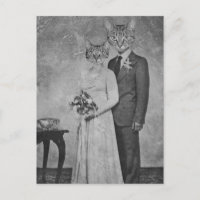 Casamento de gatos