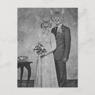 Cartão Postal Casamento de gatos