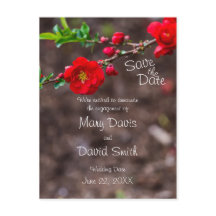 Casamento Superior de Scarlet