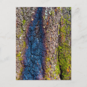 Cartão Postal Casca de Árvore com Faixa Azul Ousada e Musgo