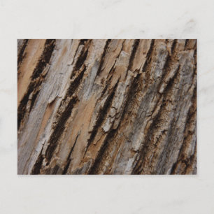 Cartão Postal Casca de Árvore I Design Texturizado Abstrato Natu