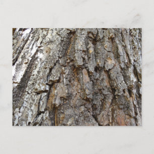 Cartão Postal Casca de Árvore IV Natureza Abstrata