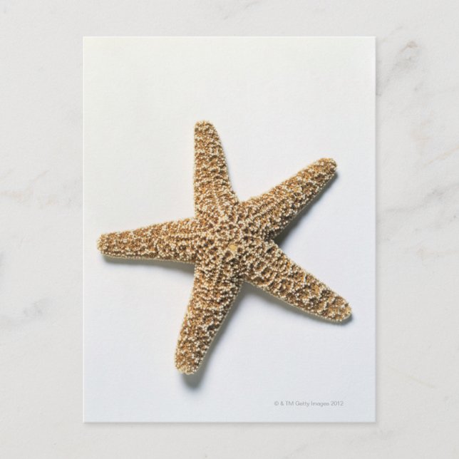 Cartão Postal Casca de Starfish sobre fundo branco (Frente)