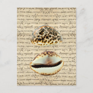 Cartão Postal Cascas de Cowrie