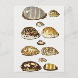 Cartão Postal Cascas tropicais de cowrie por Johann Gustav Hoch