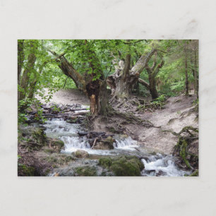 Cartão Postal cascata