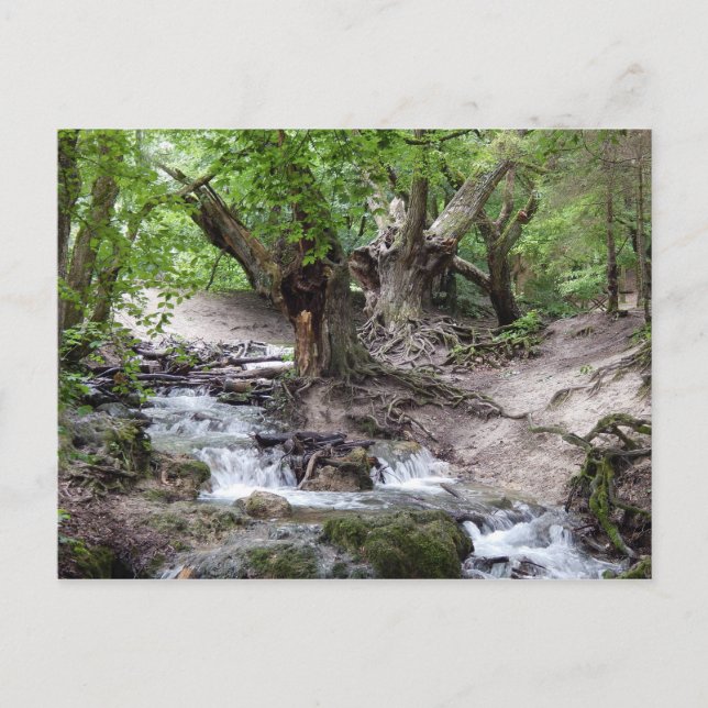 Cartão Postal cascata (Frente)