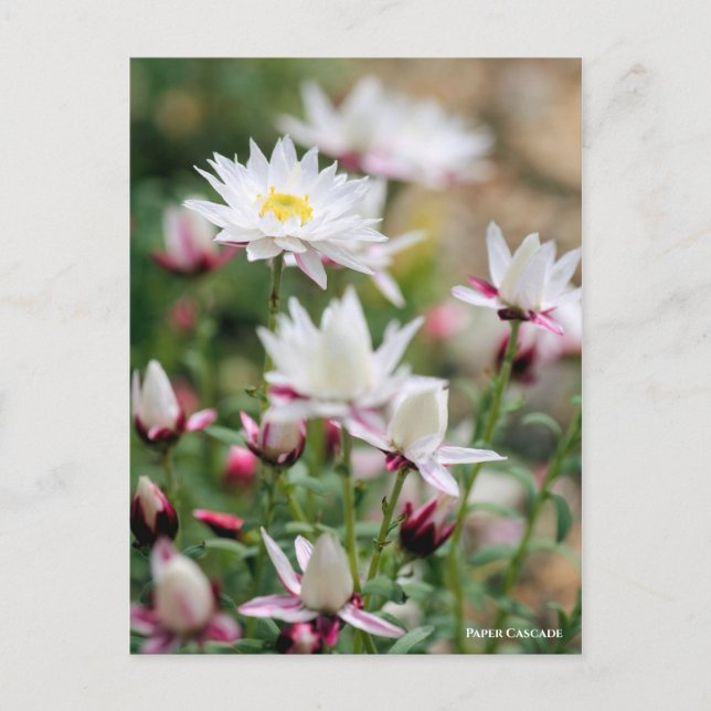 Cartão Postal Cascata de papel [Cartão postal] (Frente)