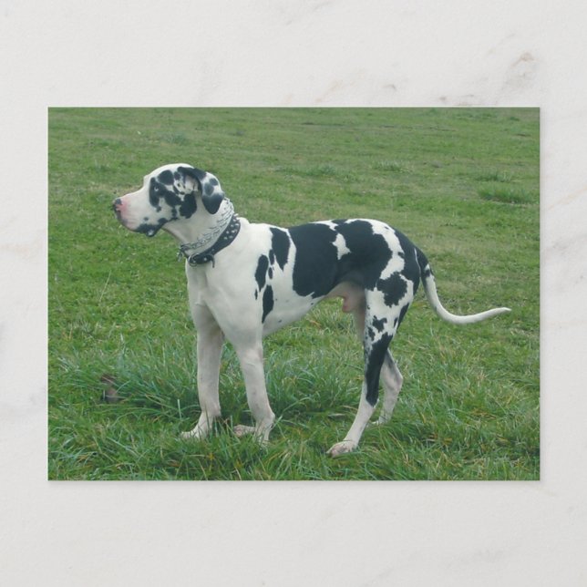 Cartão postal "Cash" da Great Dane Harlequin (Frente)