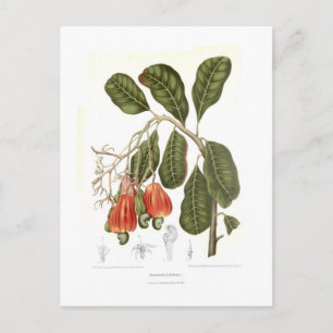 Cartão Postal Cashew