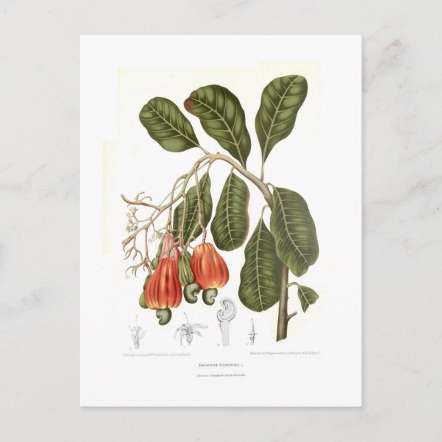 Cartão Postal Cashew (Frente)