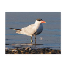 Caspian Tern Seabird na praia