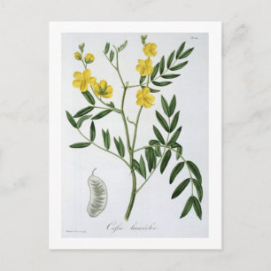 Cartão Postal Cássia de 'Phytographie Medicale' por Joseph Roqu