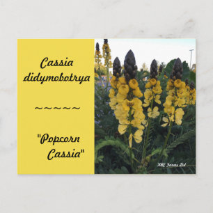 Cartão Postal Cassia didymobotrya botânica "Cássia Pipoca"