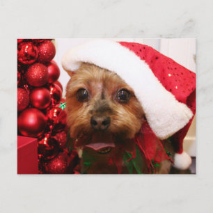 Cartão Postal Cassie - Yorkshire Terrier - Scharr