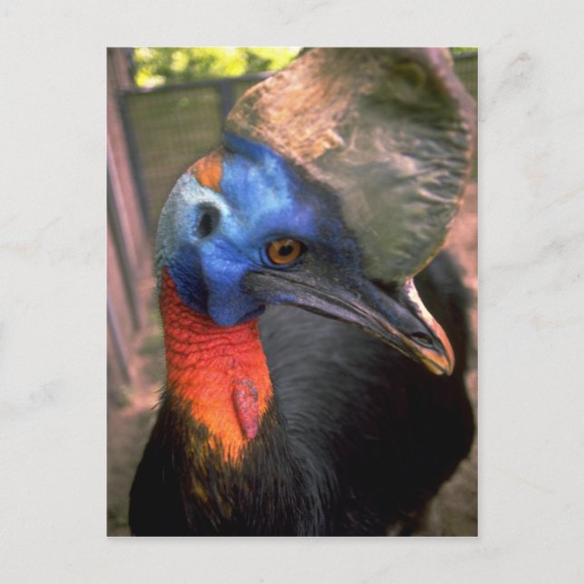 Cartão Postal Cassowary (Frente)