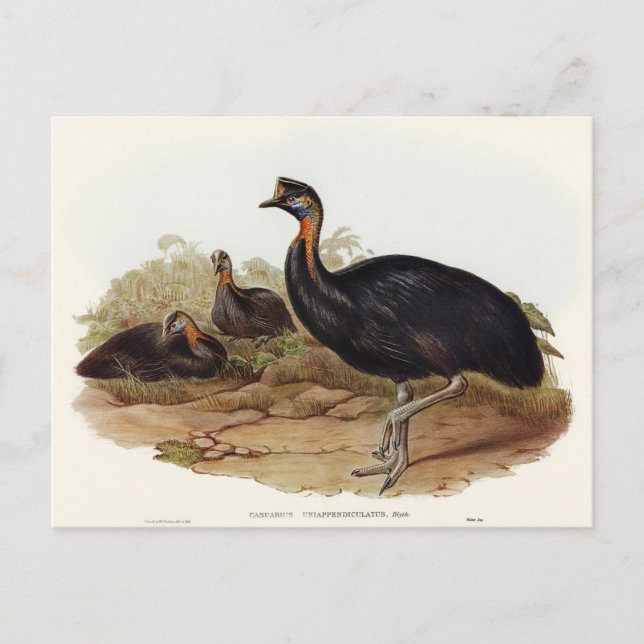 Cartão Postal Cassowary carunculado por Elizabeth Gould (Frente)