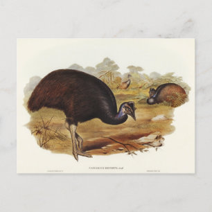 Cartão Postal Cassowary de Bennett por Elizabeth Gould