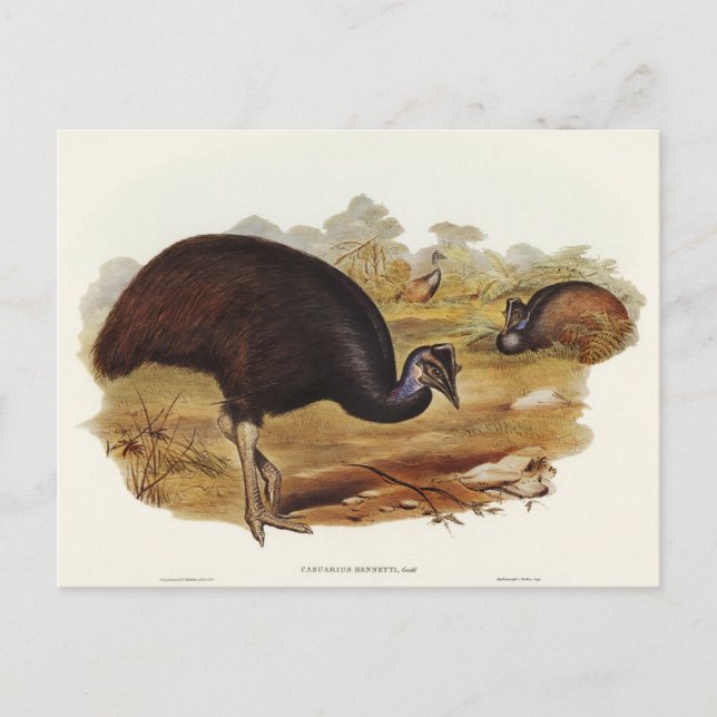 Cartão Postal Cassowary de Bennett por Elizabeth Gould (Frente)