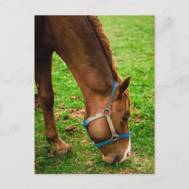 Cartão Postal Castanha após Bath (Frente)