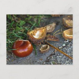 Cartão Postal Castanha (Conker): O outono está aqui