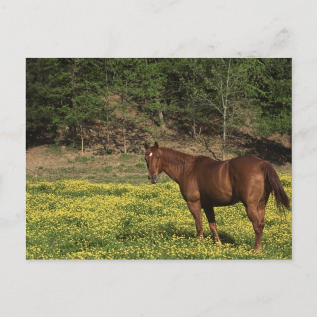Cartão Postal Castanheiro em Flores Amarelas (Frente)
