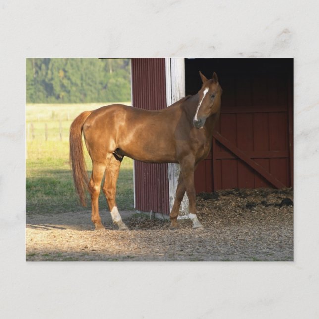 Cartão Postal Castanho (Frente)
