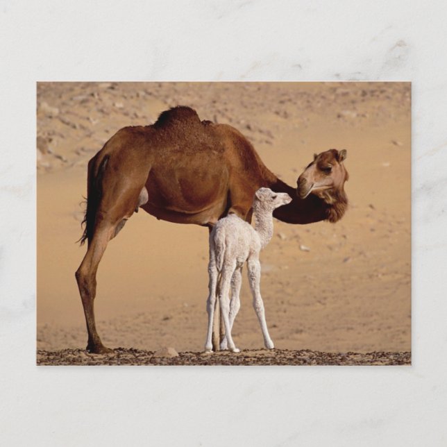 Cartão Postal Castanho Dromedário Mãe Camel e Vitelo Branco (Frente)