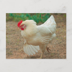 Cartão Postal Castanho Funky Hen Hy-Line Silver Brown