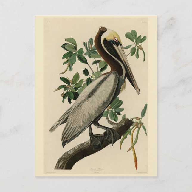 Cartão Postal Castanho Pelicano das Aves da América de Audubon (Frente)