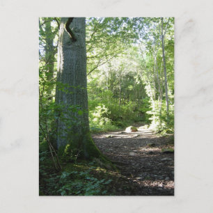 Cartão Postal Castlehead Wood: Keswick