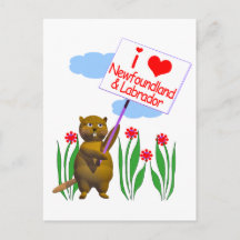 Castor Canadense Ama Terra Nova e Labrador