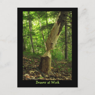Cartão Postal Castor em Ação