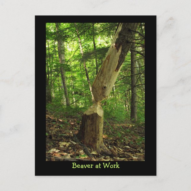 Cartão Postal Castor em Ação (Frente)