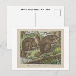 Cartão Postal CASTOR  URSO Joseph Scholz, 1829 - 1880  