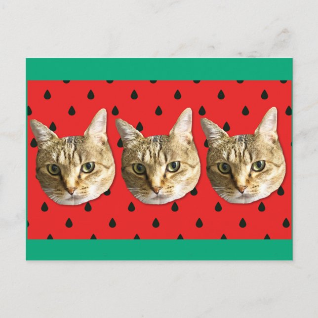 Cartão Postal cat (Frente)