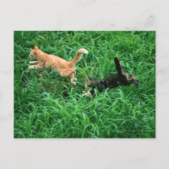 Cartão Postal Cat 3 Japonês (Frente)