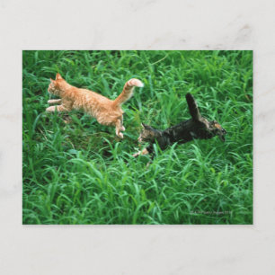 Cartão Postal Cat 3 Japonês