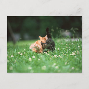 Cartão Postal Cat 4 Japonês