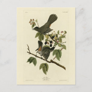 Cartão Postal Cat Bird (Cinza Catbird) Aves da América de Audubo