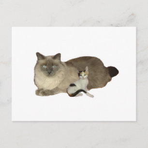 Cartão Postal Cat Buddies