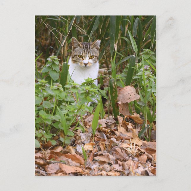 Cartão Postal Cat [Cartão postal] (Frente)