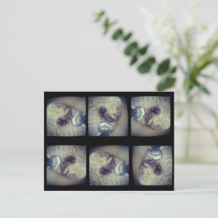 Cartão Postal Cat Collage por Shirley Taylor