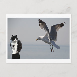 Cartão Postal Cat e Seagull, Portpatrick, Escócia, Reino Unido