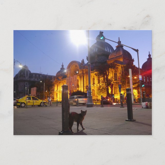 Cartão Postal Cat em Bucareste, Romênia (Frente)