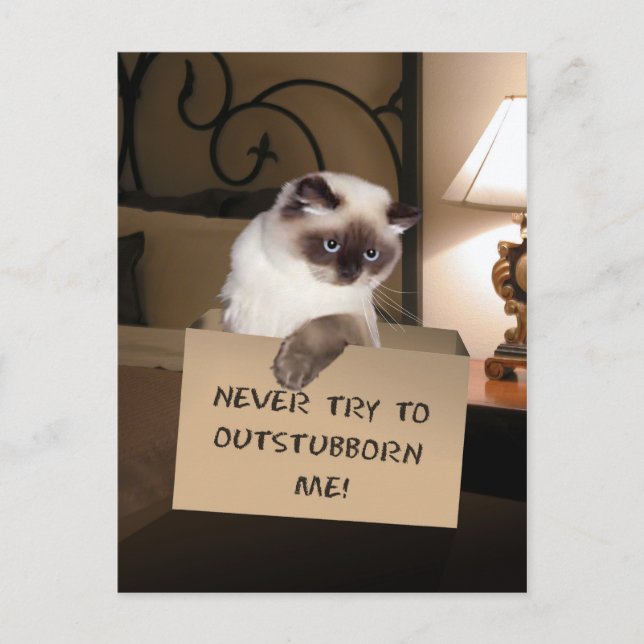 Cartão Postal Cat in Box (Frente)