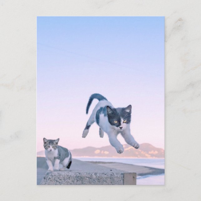Cartão Postal cat jump postcard (Frente)