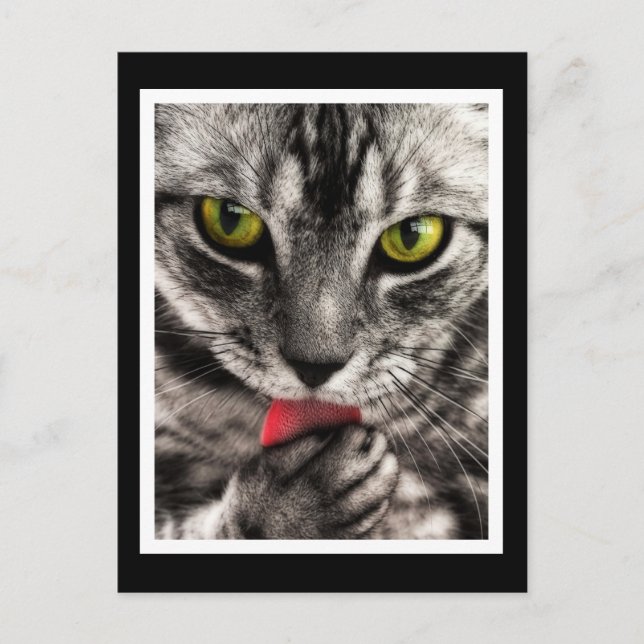 Cartão Postal Cat Lick (Frente)