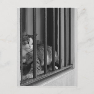 Cartão Postal Cat na janela