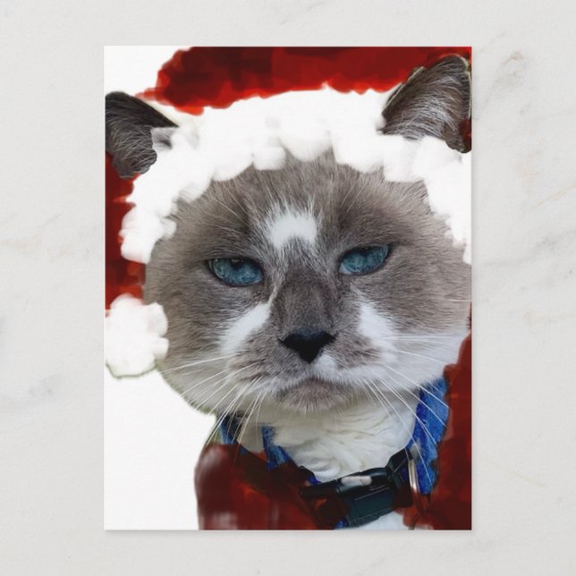 Cartão Postal Cat Santa Claws Christmas Maureen Girard Blue Eye  (Frente)